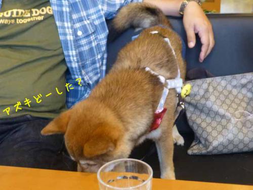 P1050888+AZUKI.jpg