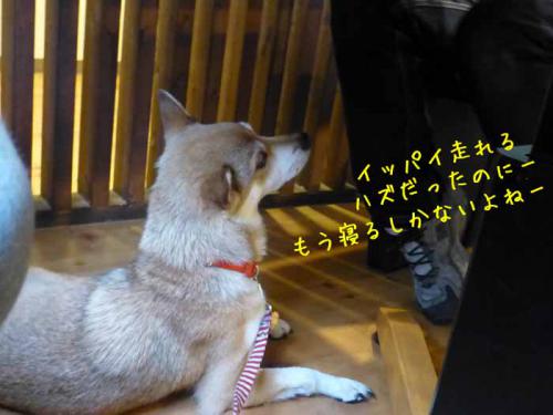 P1050889+AZUKI.jpg