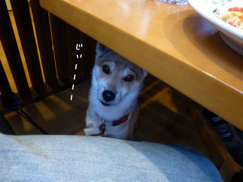 P1050892+AZUKI.jpg