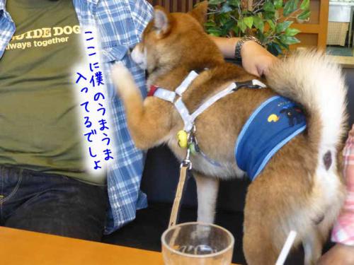P1050907+AZUKI.jpg