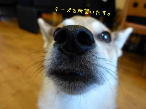 P1050911+AZUKI.jpg