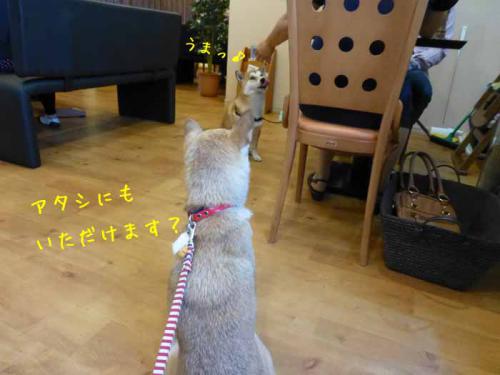 P1050915+AZUKI.jpg