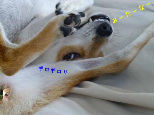P1050965+AZUKI.jpg