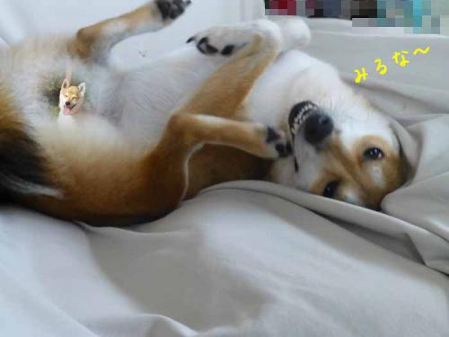 P1050972+AZUKI.jpg