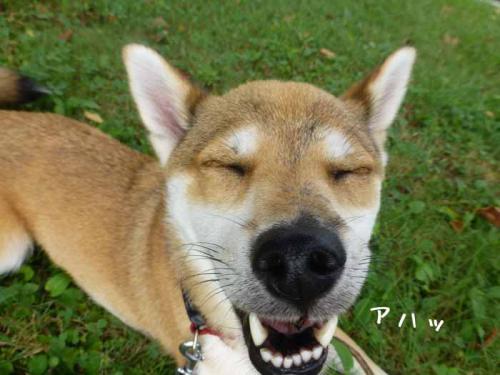 P1060204+AZUKI.jpg
