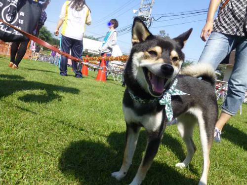 P1060343+AZUKI.jpg
