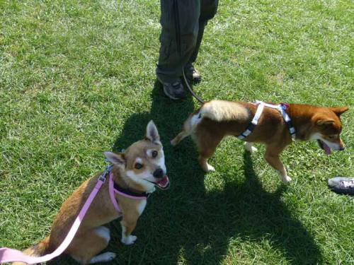 P1060443+AZUKI.jpg