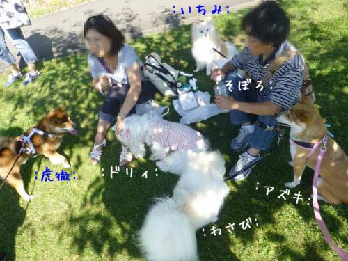 P1060470+AZUKI.jpg