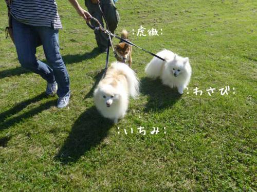 P1060472+AZUKI.jpg