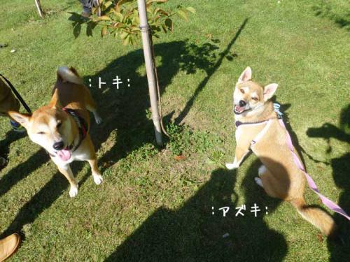 P1060477+AZUKI.jpg