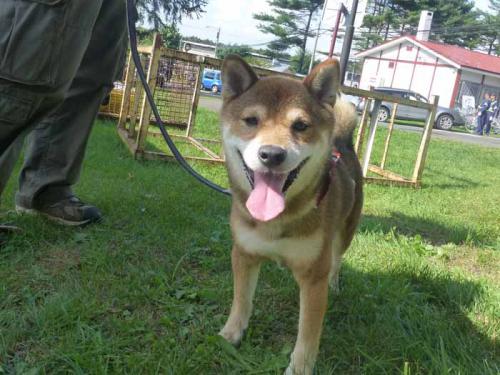P1060483+AZUKI.jpg