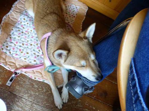 P1060517+AZUKI.jpg
