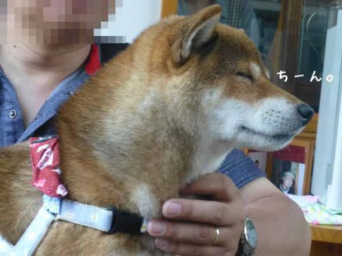 P1060525+AZUKI.jpg