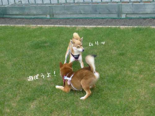 P1060531+AZUKI.jpg