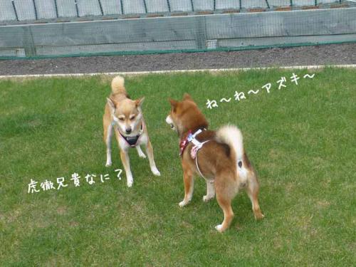 P1060535+AZUKI.jpg