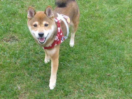 P1060555+AZUKI.jpg