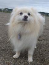 P1060672+AZUKI.jpg