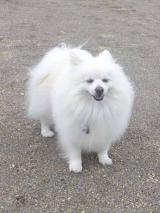 P1060673+AZUKI.jpg
