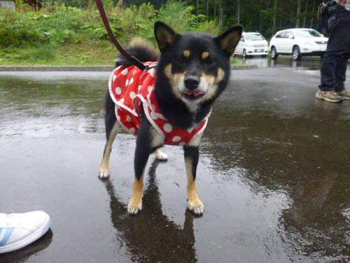 P1060697+AZUKI.jpg