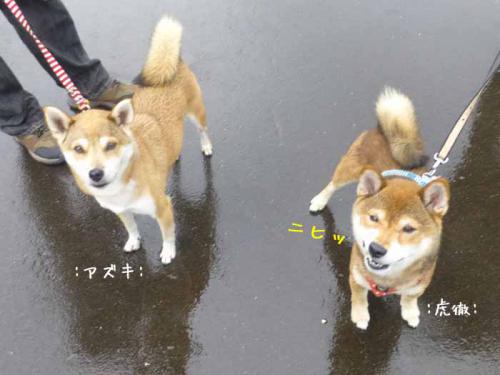 P1060707+AZUKI.jpg
