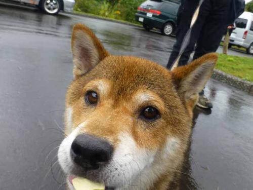 P1060710+AZUKI.jpg