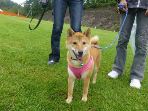 P1060727+AZUKI.jpg