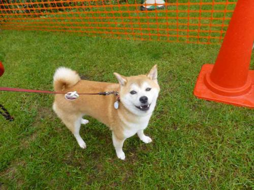 P1060748+AZUKI.jpg