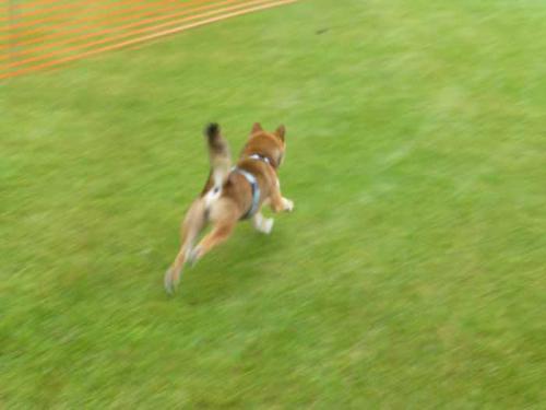 P1060751+AZUKI.jpg