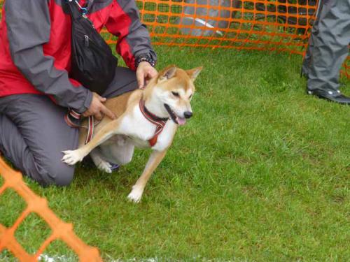 P1060757+AZUKI.jpg