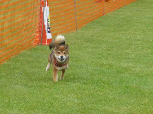 P1060787+AZUKI.jpg