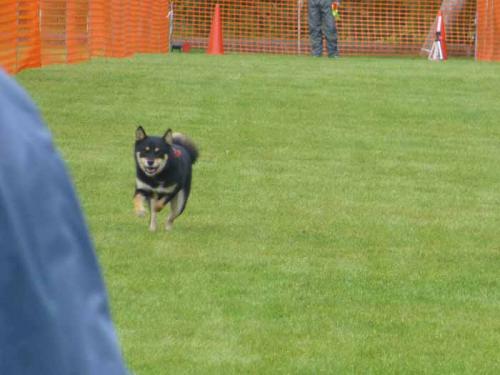 P1060810+AZUKI.jpg