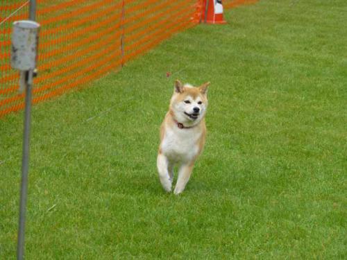 P1060876+AZUKI.jpg
