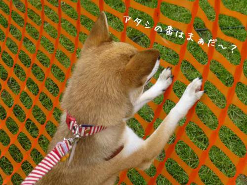 P1060992+AZUKI.jpg