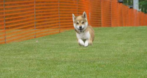P1070105+AZUKI.jpg