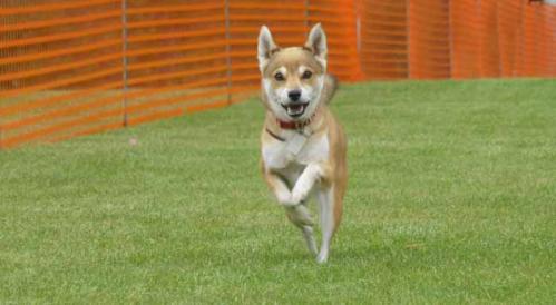 P1070106+AZUKI.jpg