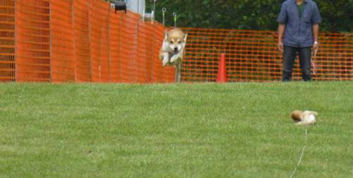 P1070130+AZUKI.jpg