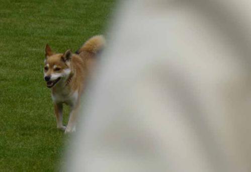 P1070212+AZUKI.jpg