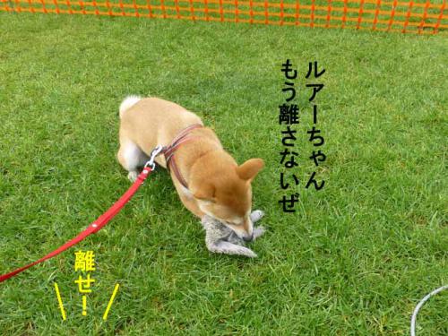 P1070216+AZUKI.jpg