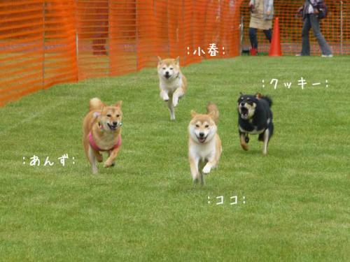 P1070230+AZUKI.jpg
