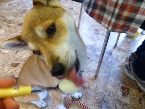 P1070306+AZUKI.jpg