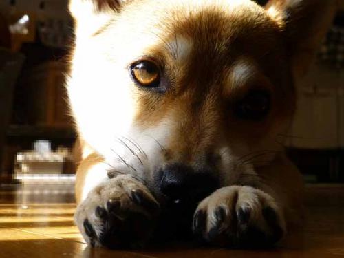 P1070609+AZUKI.jpg