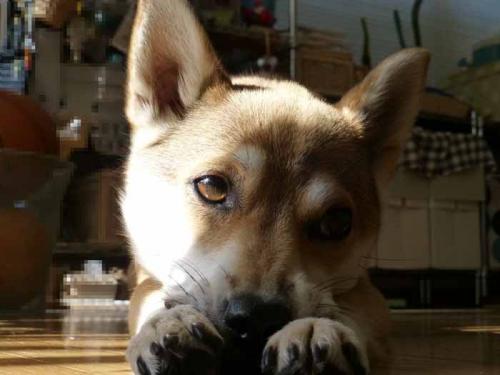 P1070610+AZUKI.jpg
