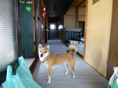 P1070876+AZUKI.jpg