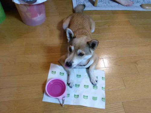 P1070889+AZUKI.jpg