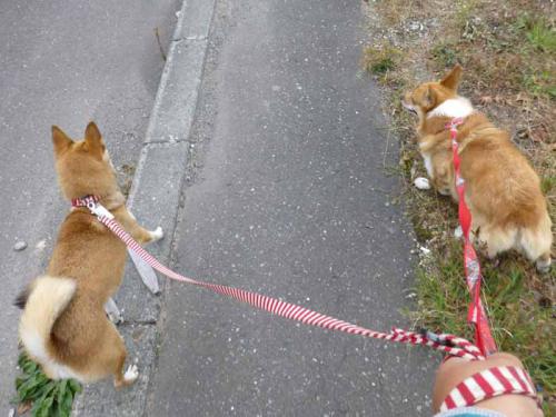 P1070896+AZUKI.jpg