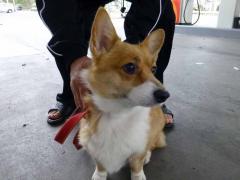 P1070900+AZUKI.jpg