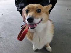 P1070904+AZUKI.jpg