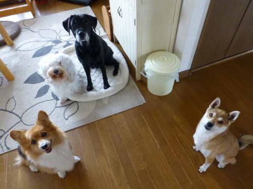 P1070960+AZUKI.jpg