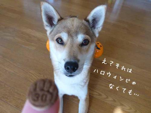 P1080429+AZUKI.jpg