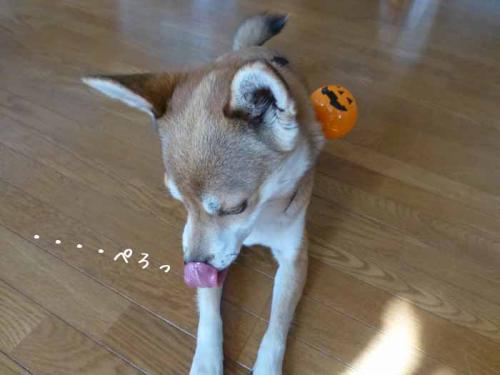 P1080432+AZUKI.jpg